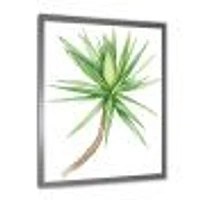 Detail of Yucca Tree  Canvas Wall Art Print