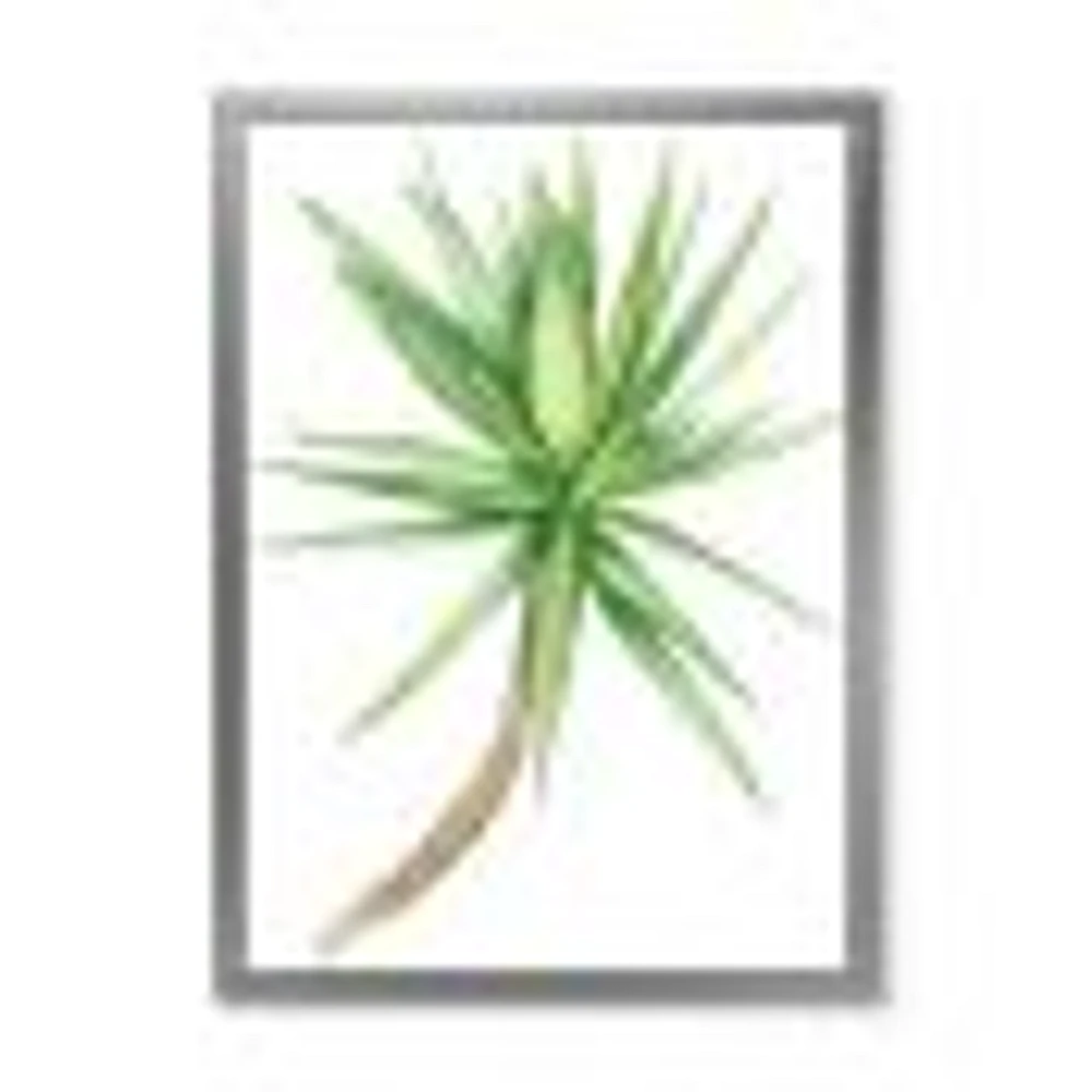Detail of Yucca Tree  Canvas Wall Art Print