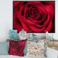 Red Rose Petals with Rain Droplets  Canvas Art Print