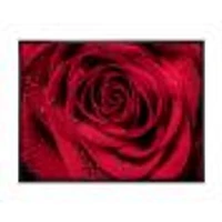 Red Rose Petals with Rain Droplets  Canvas Art Print