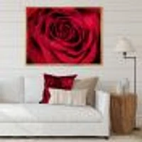 Red Rose Petals with Rain Droplets  Canvas Art Print