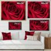 Red Rose Petals with Rain Droplets  Canvas Art Print