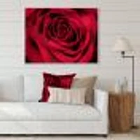 Red Rose Petals with Rain Droplets  Canvas Art Print