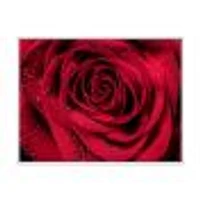 Toile imprimée « Red Rose Petals with Rain Droplets