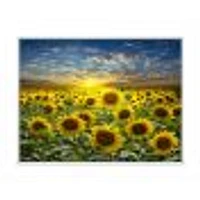 Field of Blooming SunFlowers  Canvas Wall Art