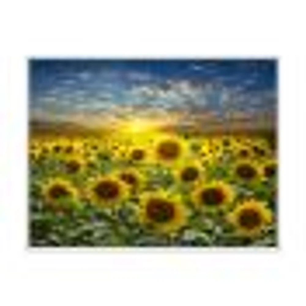 Field of Blooming SunFlowers  Canvas Wall Art