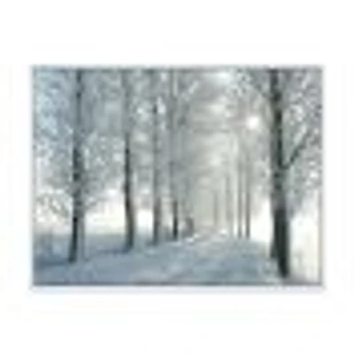 Winter Trees Backlit by Morning Sun  Wall Art
