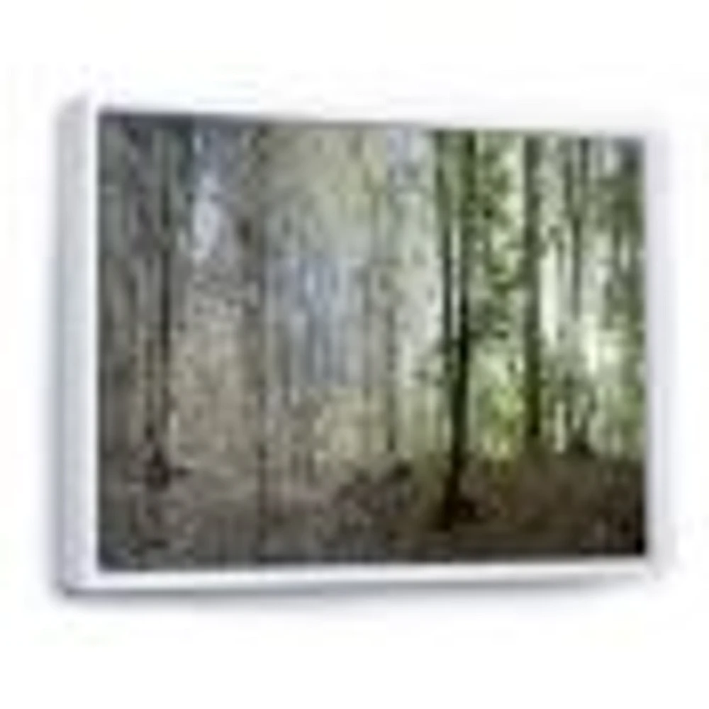 Green Morning Forest Panorama  Canvas Art Print