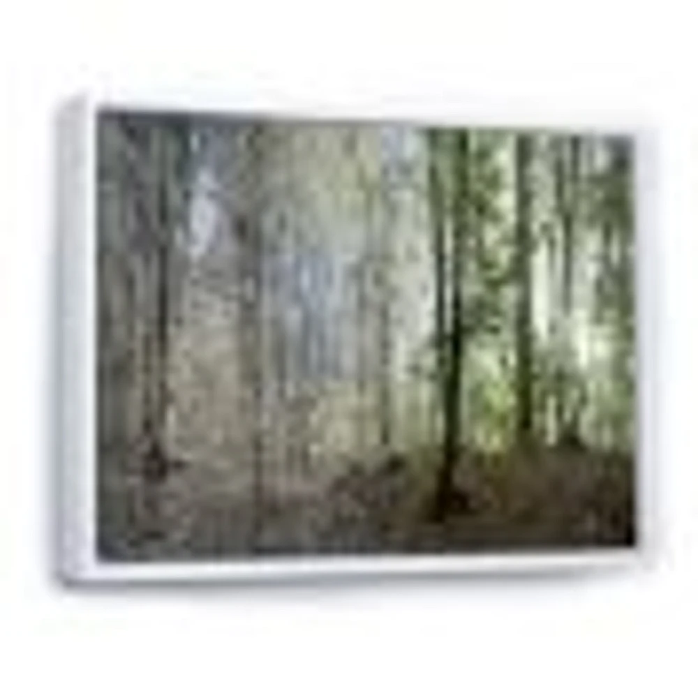 Green Morning Forest Panorama  Canvas Art Print