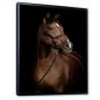 Horse Portrait  Canvas