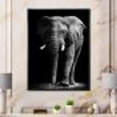 Toile « African Elephant Black Background »