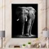 Toile « African Elephant Black Background »