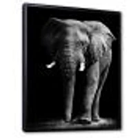 Toile « African Elephant Black Background »