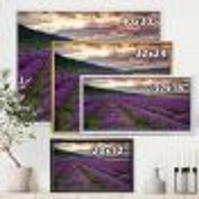 Lavender Field At Dawn I  Wall Art