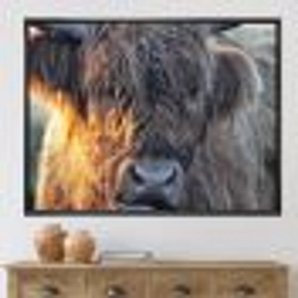 Scottish Cow on Moorland III  Canvas Wall Art Print
