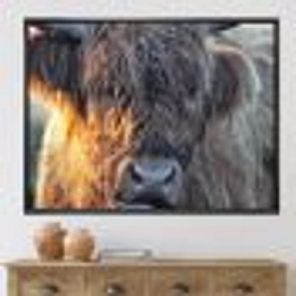Scottish Cow on Moorland III  Canvas Wall Art Print