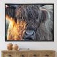 Scottish Cow on Moorland III  Canvas Wall Art Print
