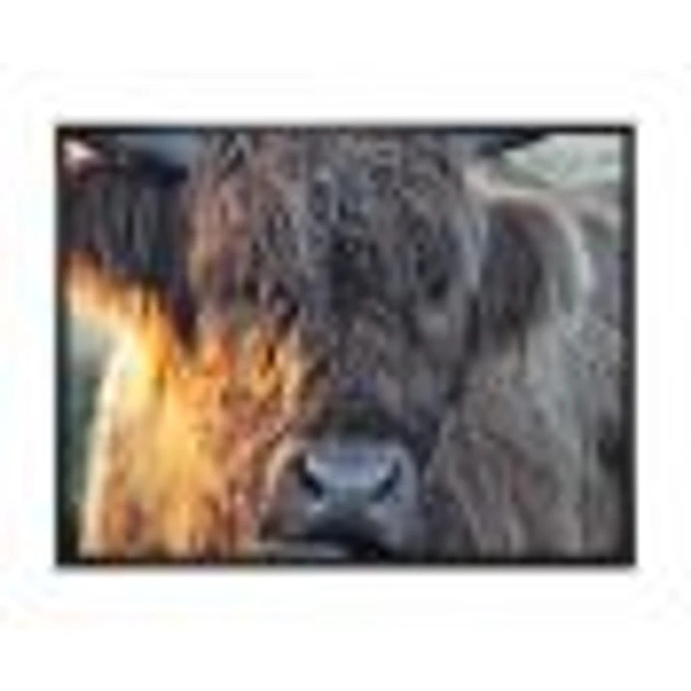 Scottish Cow on Moorland III  Canvas Wall Art Print