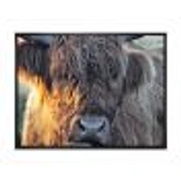 Scottish Cow on Moorland III  Canvas Wall Art Print
