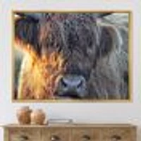 Scottish Cow on Moorland III  Canvas Wall Art Print