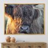Scottish Cow on Moorland III  Canvas Wall Art Print