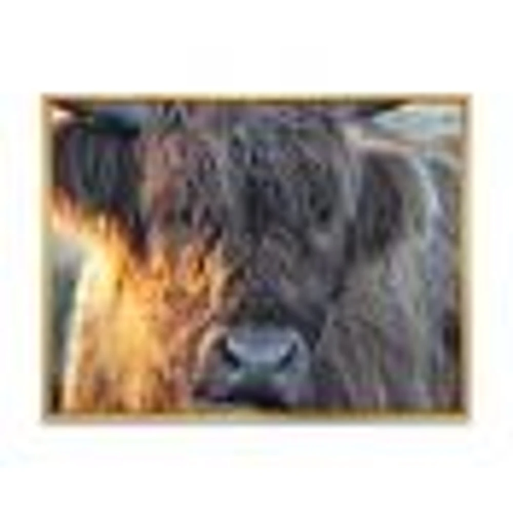 Scottish Cow on Moorland III  Canvas Wall Art Print