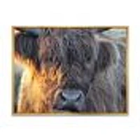 Scottish Cow on Moorland III  Canvas Wall Art Print