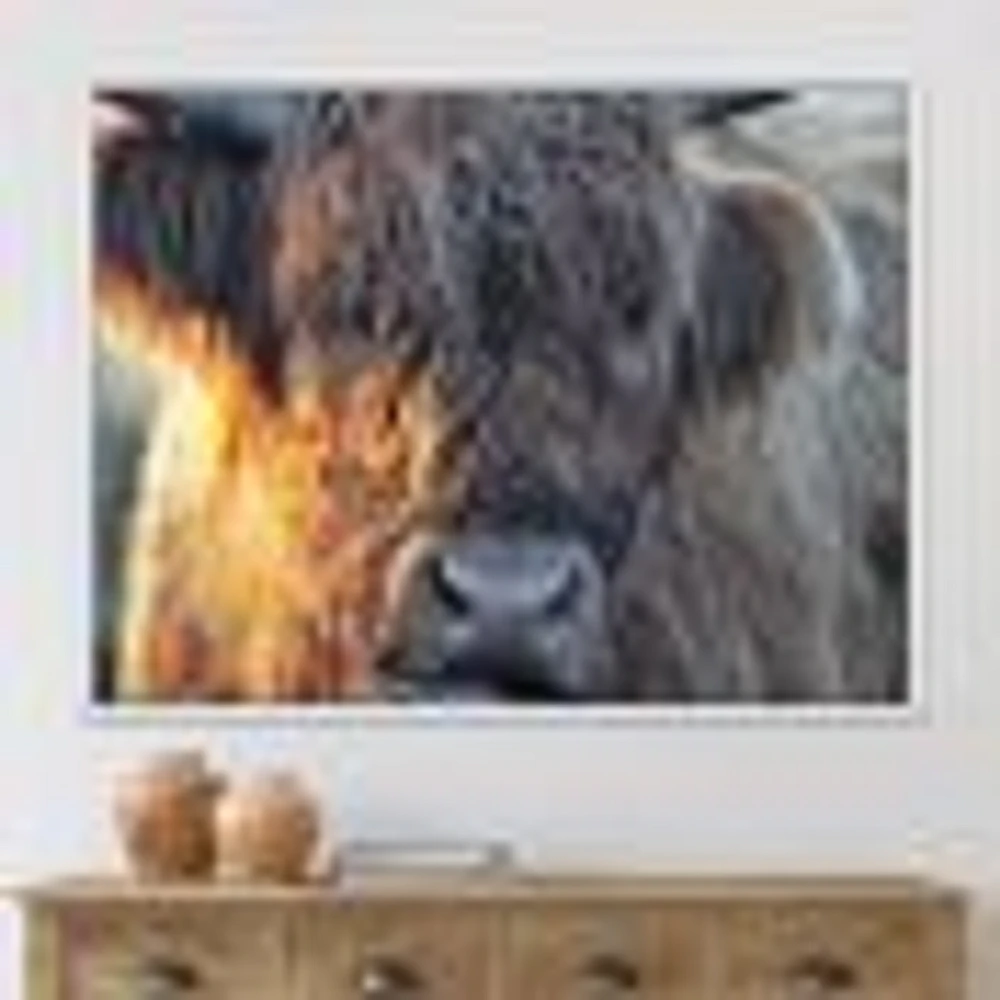 Scottish Cow on Moorland III  Canvas Wall Art Print