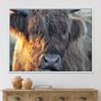 Scottish Cow on Moorland III  Canvas Wall Art Print