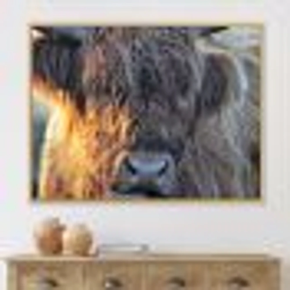 Scottish Cow on Moorland III  Canvas Wall Art Print