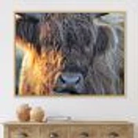 Scottish Cow on Moorland III  Canvas Wall Art Print