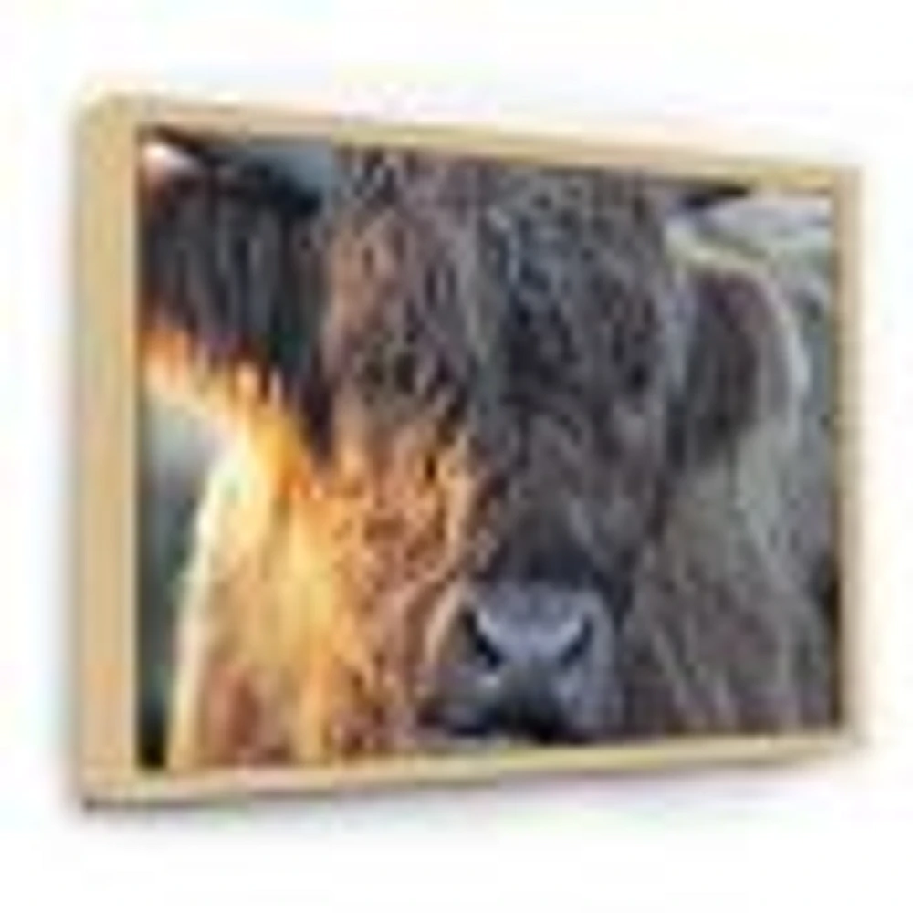 Scottish Cow on Moorland III  Canvas Wall Art Print