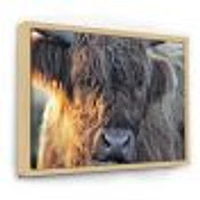 Scottish Cow on Moorland III  Canvas Wall Art Print