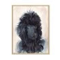 Toile imprimée « Portrait of The Black Poodle Puppy with Curly Coat »