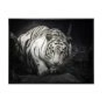 White Tiger  Wall Art