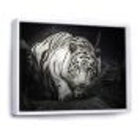 White Tiger  Wall Art