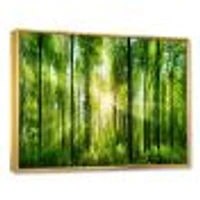 Toile « Forest with Rays of Sun Panorama »