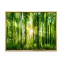 Forest with Rays of Sun Panorama  Wall Art