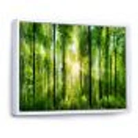 Forest with Rays of Sun Panorama  Wall Art