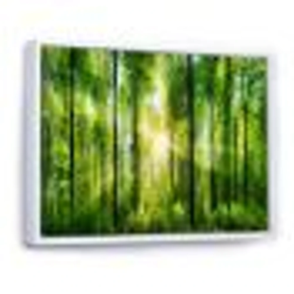 Toile « Forest with Rays of Sun Panorama »