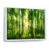 Toile « Forest with Rays of Sun Panorama »