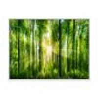 Toile « Forest with Rays of Sun Panorama »