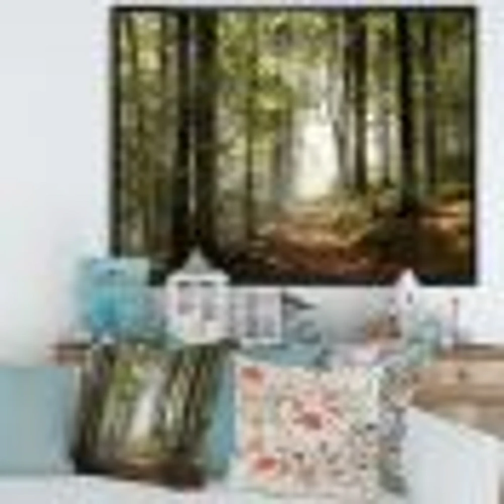 Green Fall Forest with Sun Rays  Canvas Print