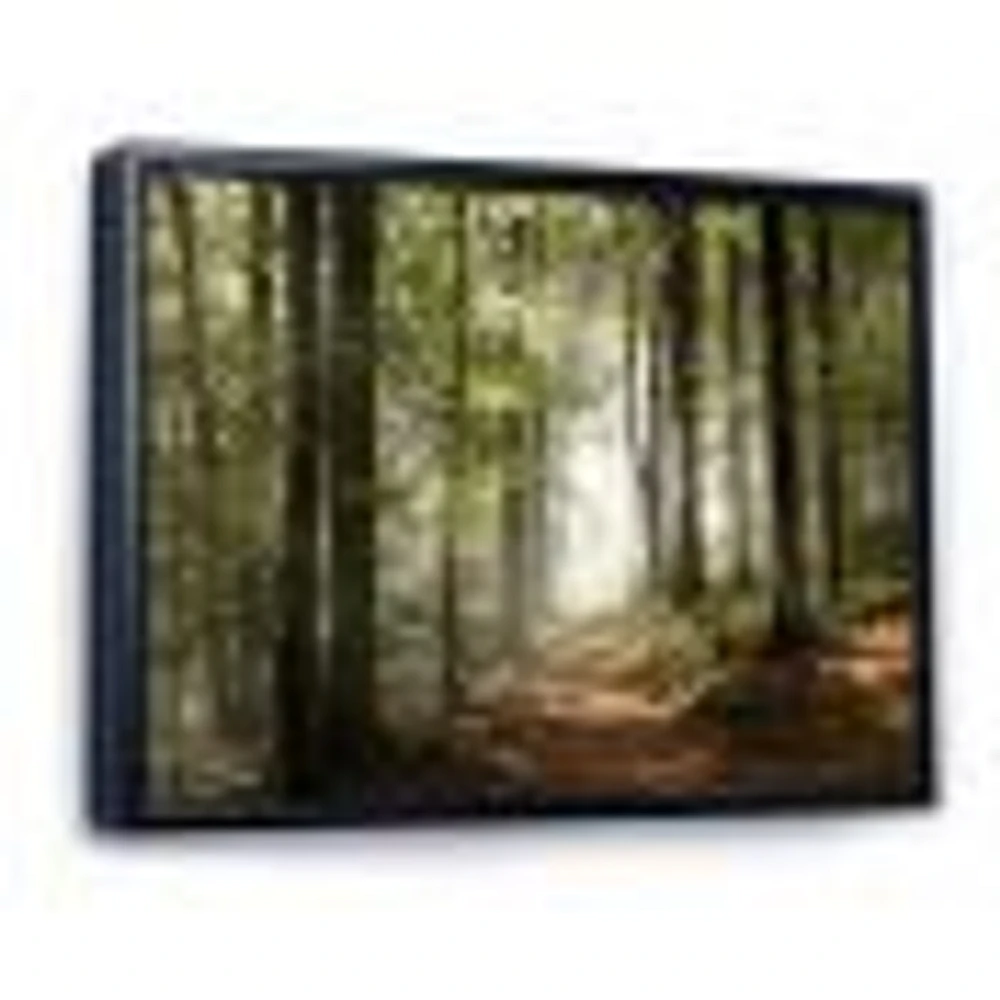 Green Fall Forest with Sun Rays  Canvas Print