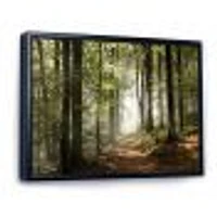 Green Fall Forest with Sun Rays  Canvas Print