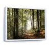 Green Fall Forest with Sun Rays  Canvas Print