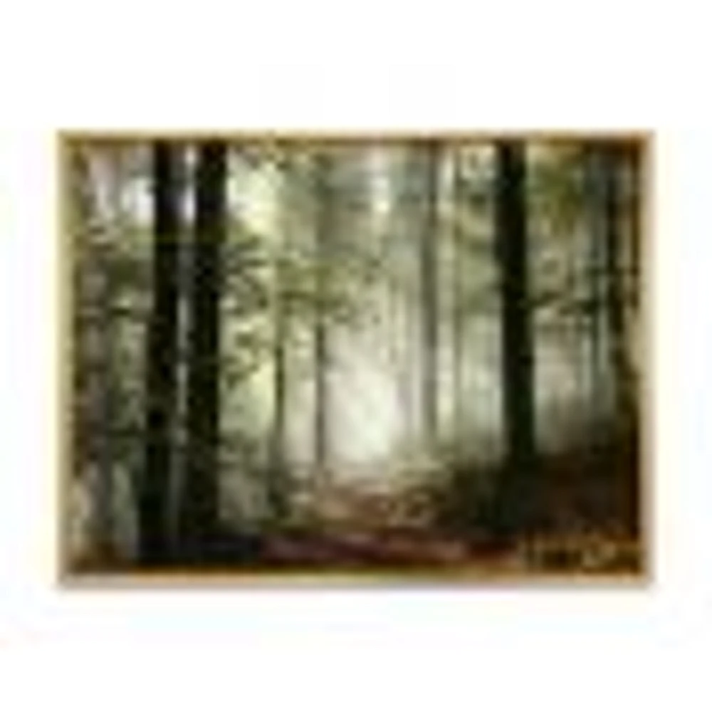 Light Dense Fall Forest with Fog  Canvas Art Print