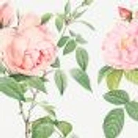 Fragrant Rosebush Wallpaper Mural