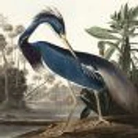 Louisiana Heron Wallpaper Mural