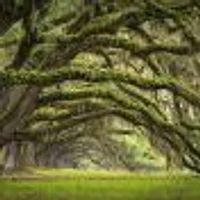 Oak Tree Forest Wallpaper Mural